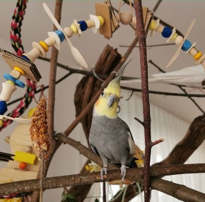 für Sittiche & kleine Vögel