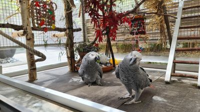 Sitzäste / Brettchen / Sitzbänkli