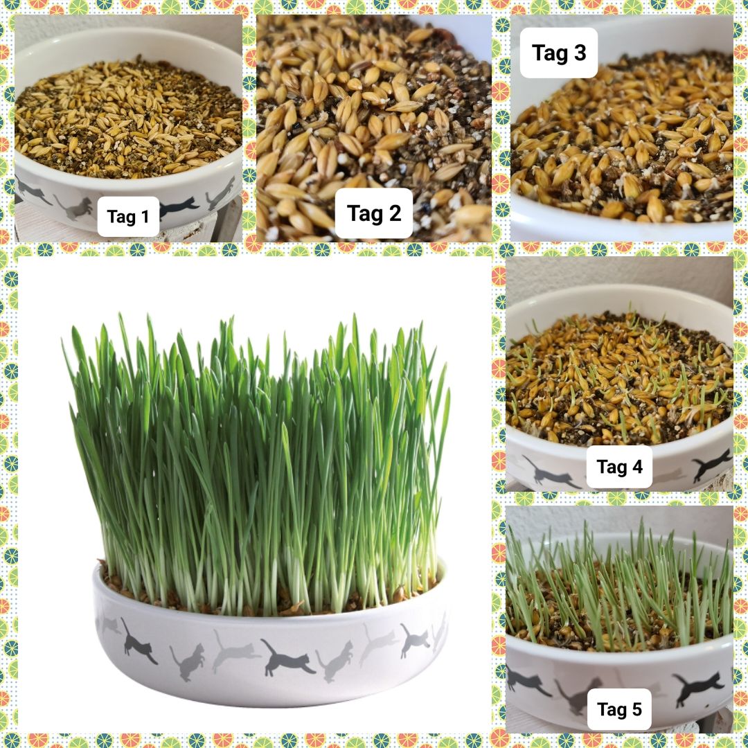 Keramikschale für Katzengras 15 cm x 4 cm, inkl. 50 gramm Saat