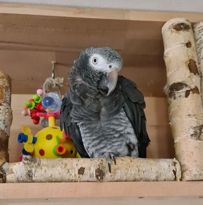 Kork