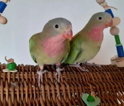 Hirse & Kolben