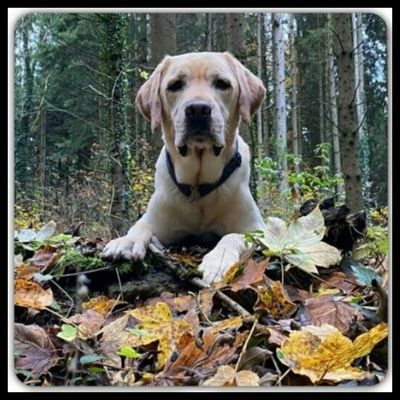 Hunde - PARADIES "Spiel & SPASS"