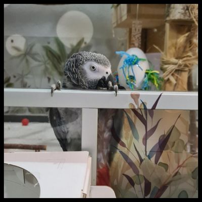 Bodenspielzeuge Pappe