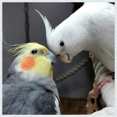 für Vögel mit Handicap
