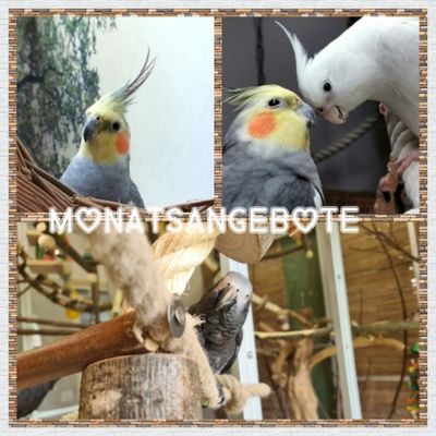 Monatsangebote