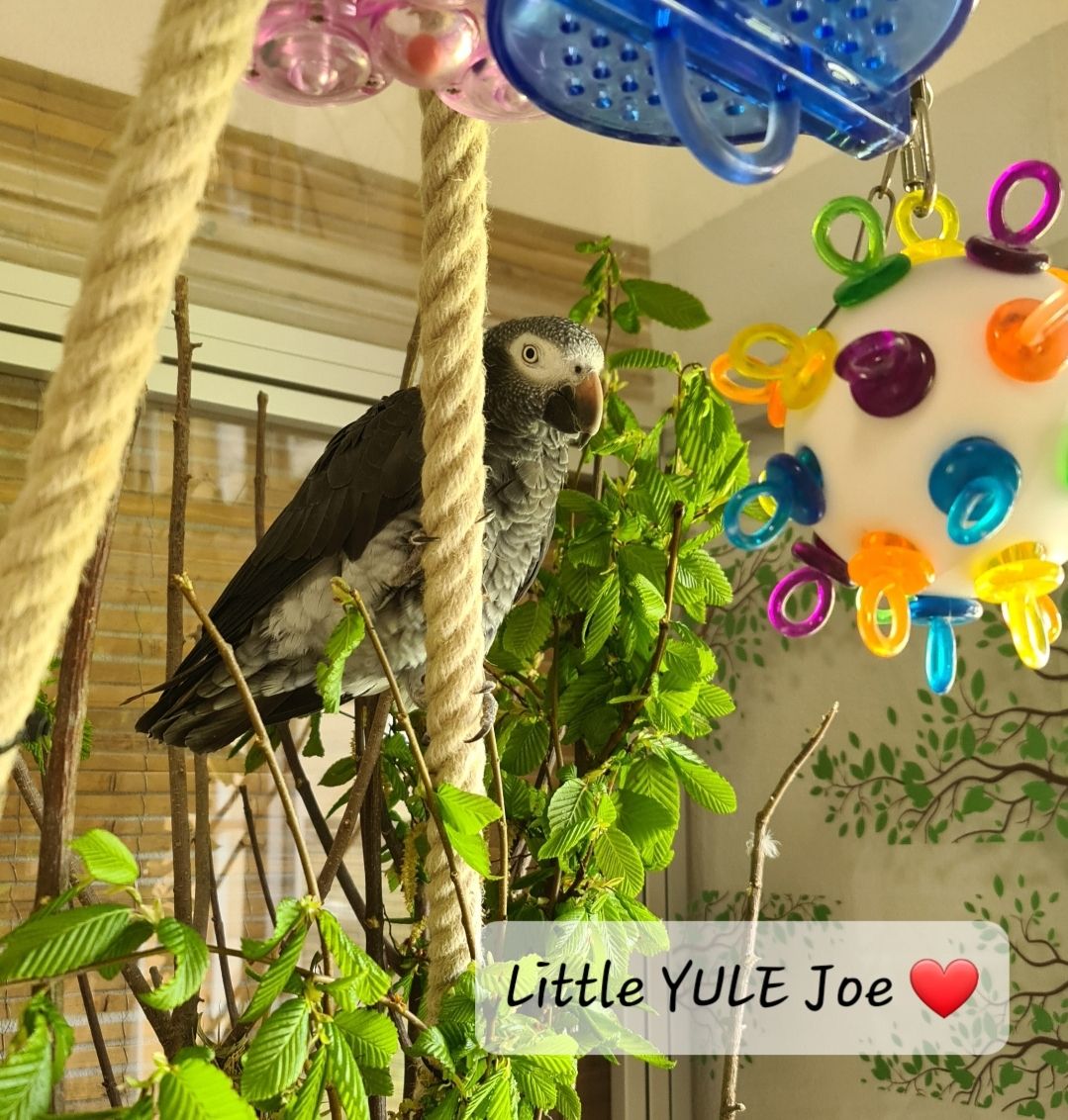 Spielzeugpaket Little YULE Joe