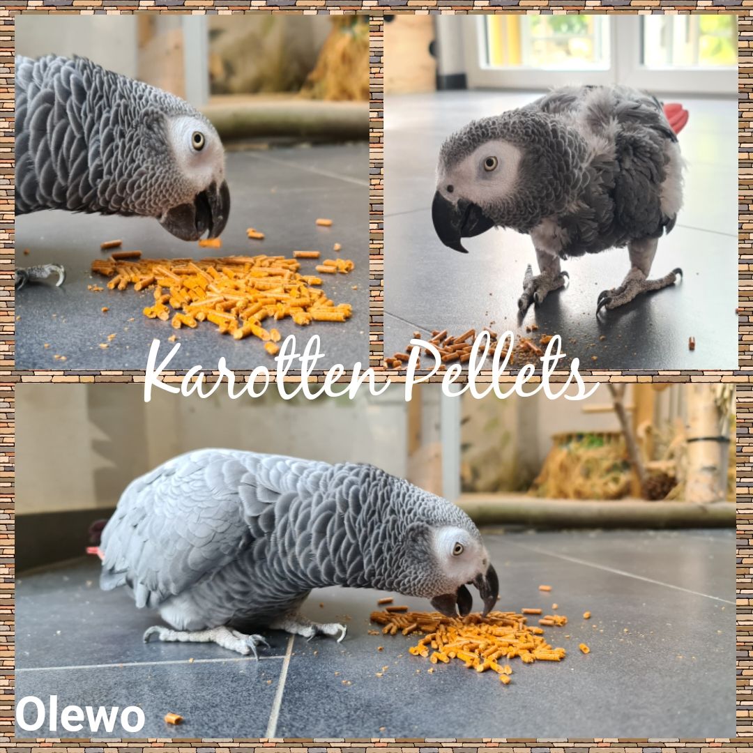 Olewo Karotten Pellets 1 Kilo