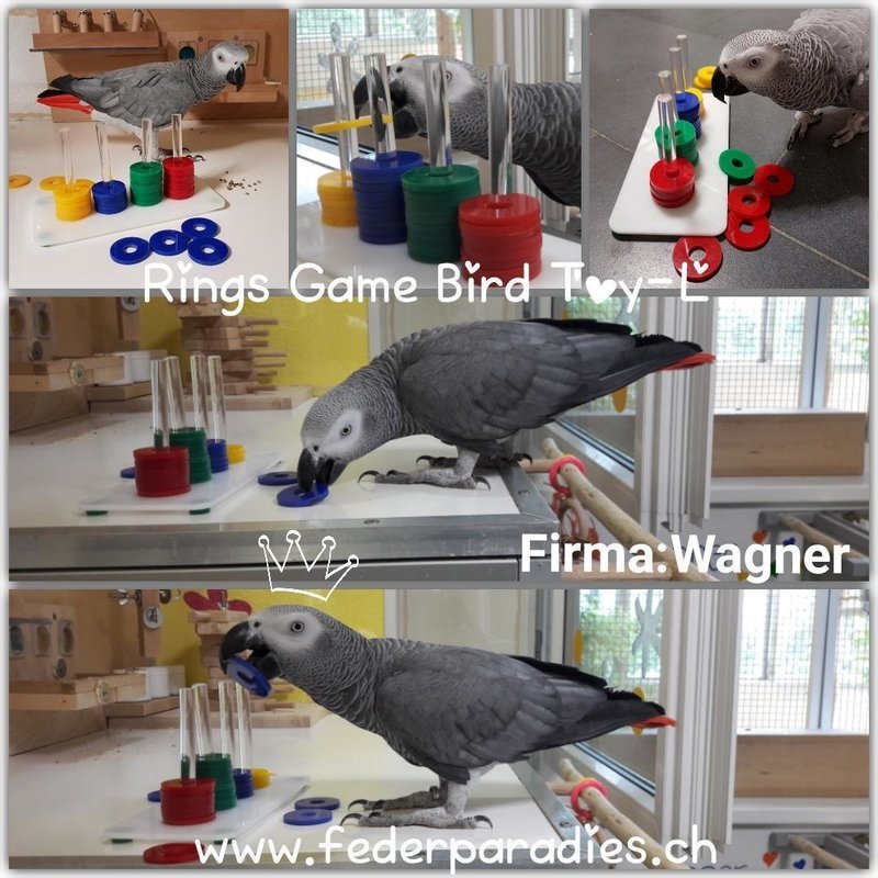 Rings Game Bird Toy-L / mittelgrosse Papageien, grosse Sittiche