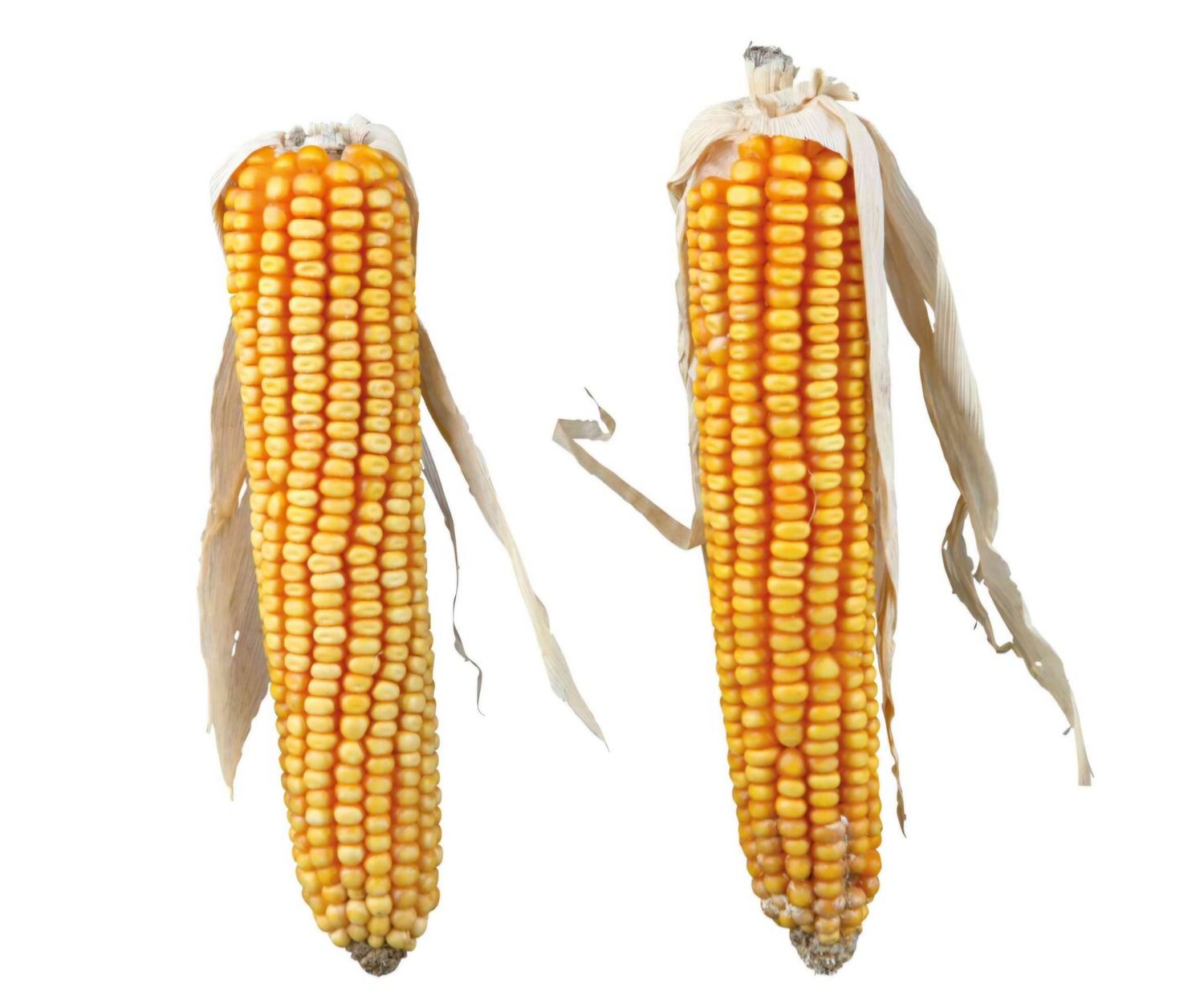 Maiskolben mit Lieschblatt 250 gramm Maiskolben mit Lieschblatt 250 gramm