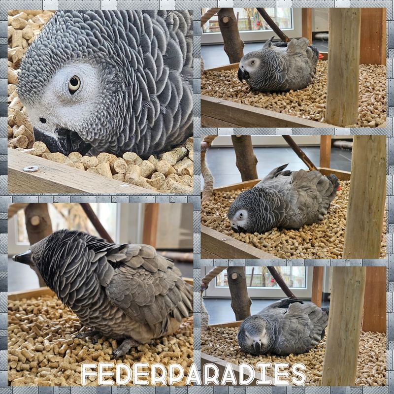 Eco Wood Pellets Einstreu Eco Wood Pellets Einstreu