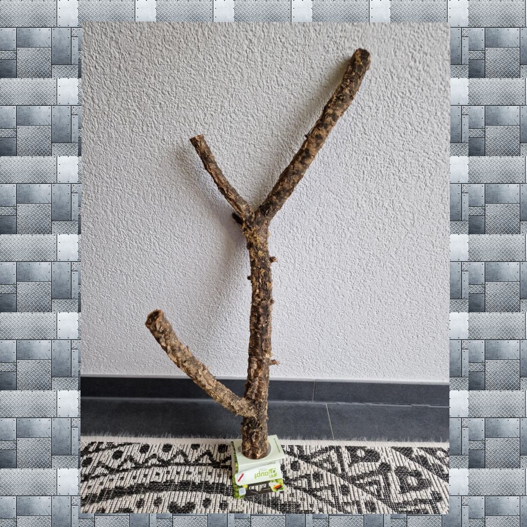 Korkeichen Sitzast Korkeichen Sitzast