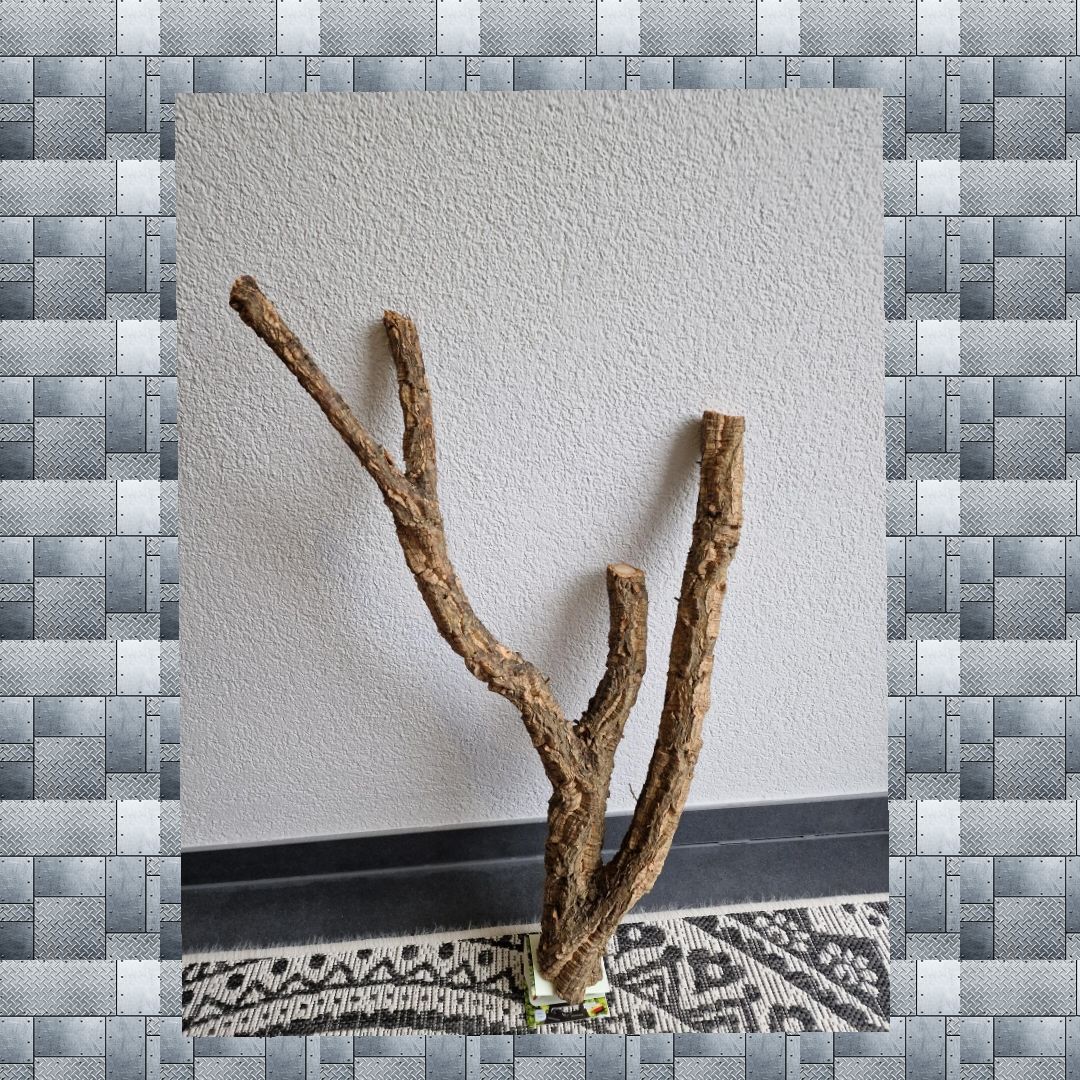 Korkeichen Sitzast Korkeichen Sitzast