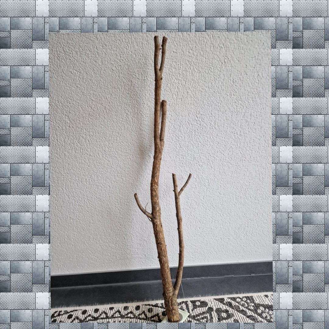 Korkeichen Sitzast Korkeichen Sitzast