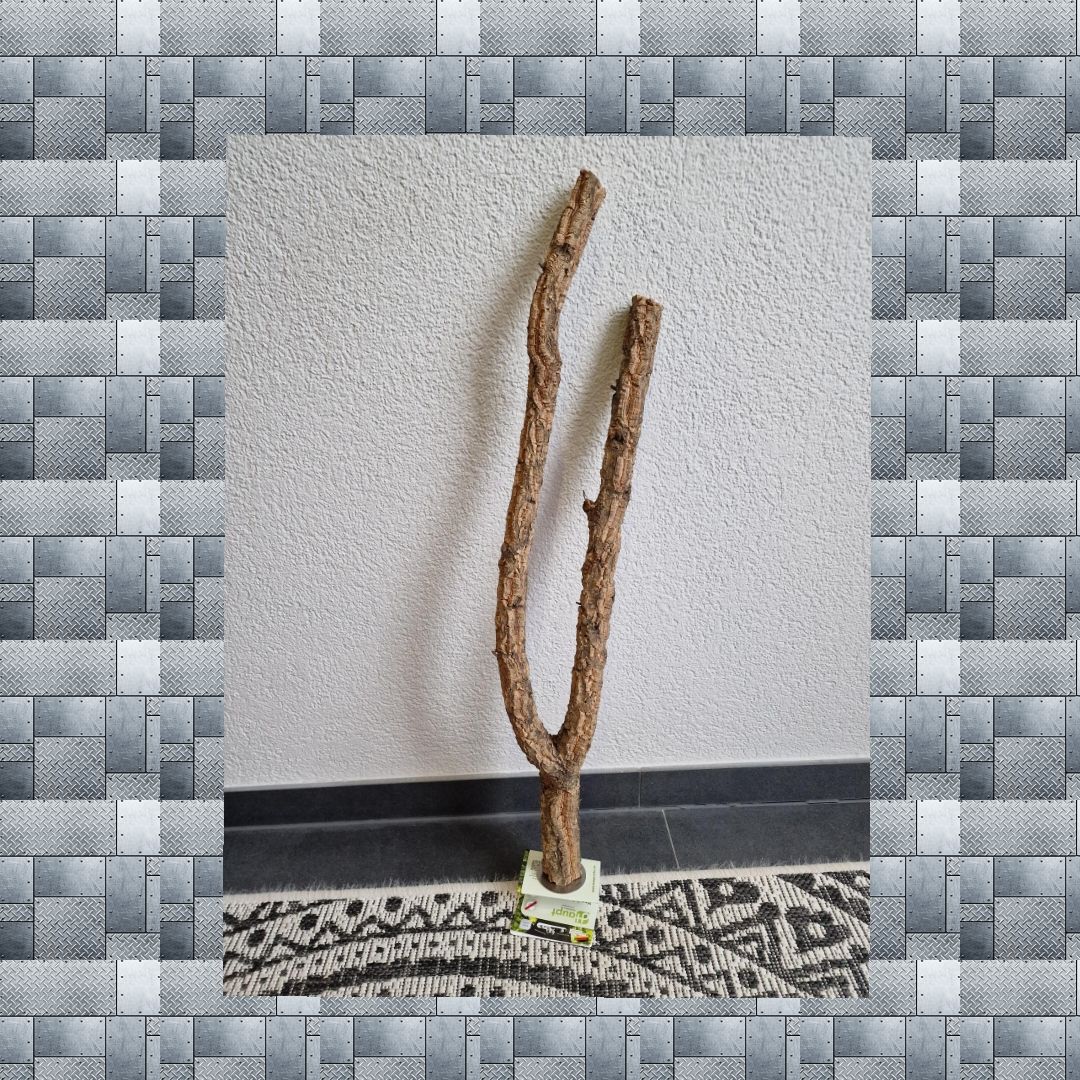 Korkeichen Sitzast Korkeichen Sitzast