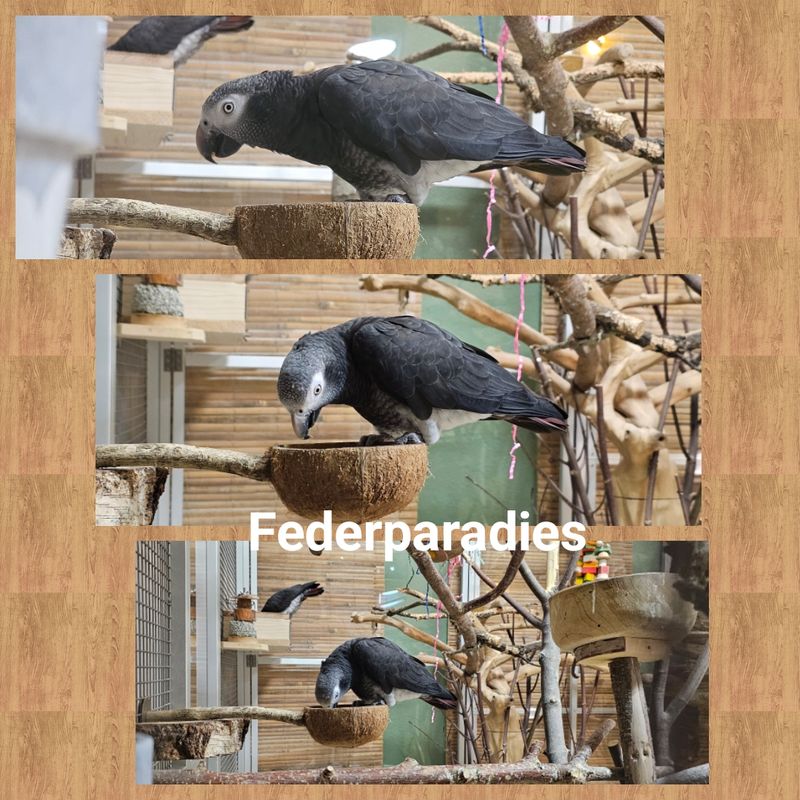 Kokos Futterschale mit Stiel