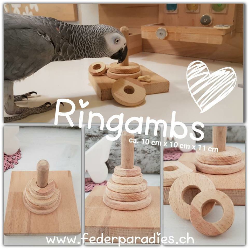 Ringambs
