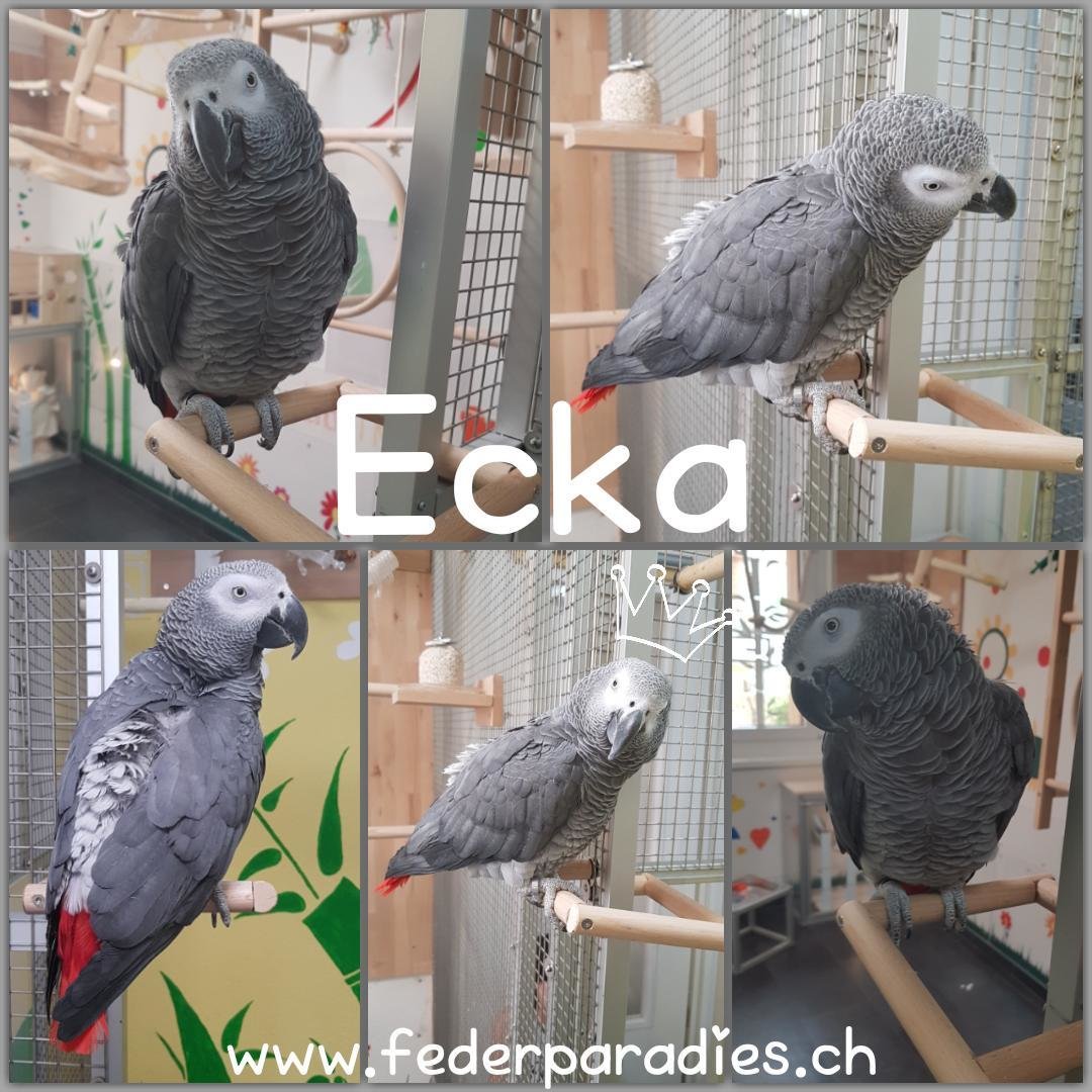 Ecka Ecka