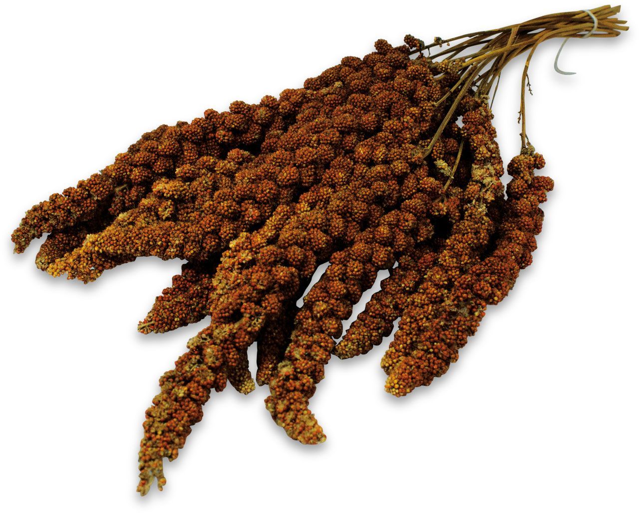 JR Birds Kolbenhirse rot 250 gramm JR Birds Kolbenhirse rot 250 gramm