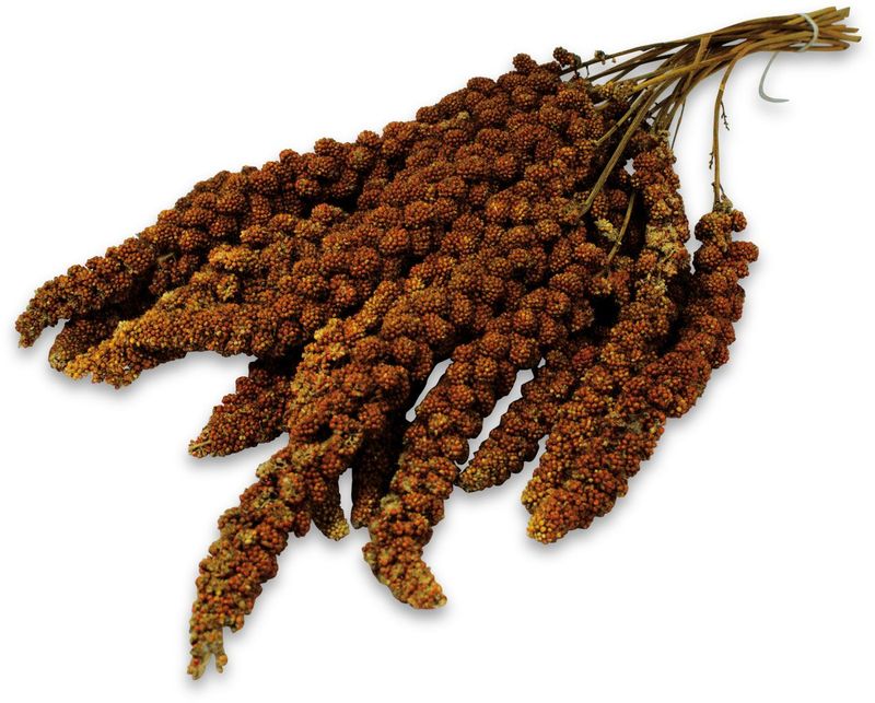 JR Birds Kolbenhirse rot 250 gramm