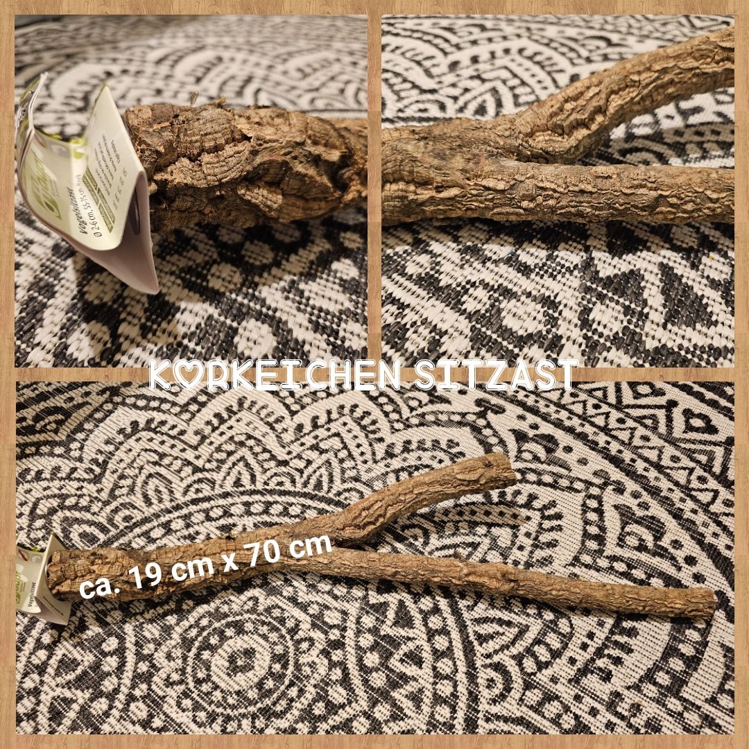 Korkeichen Sitzast Korkeichen Sitzast