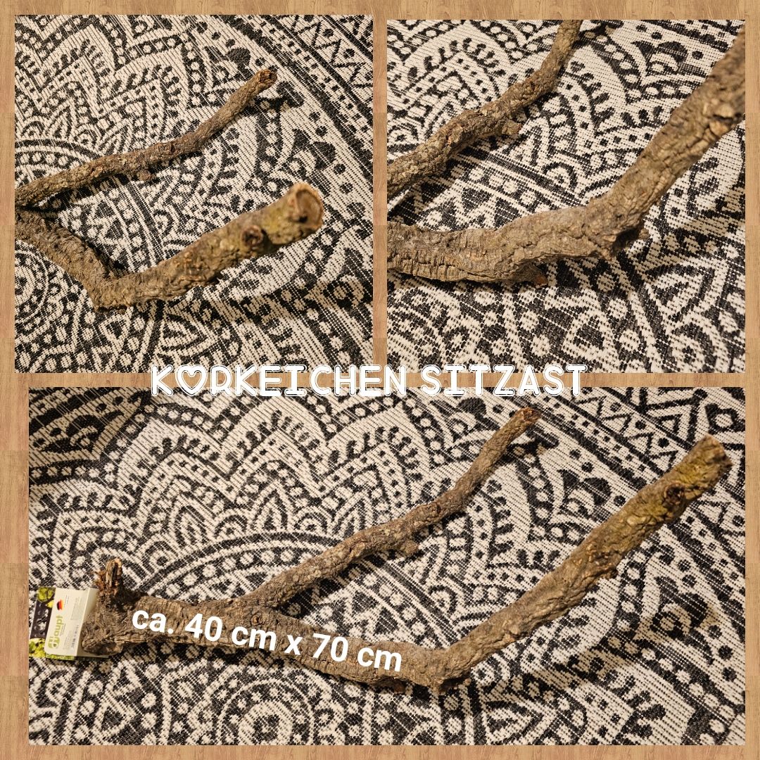 Korkeichen Sitzast Korkeichen Sitzast