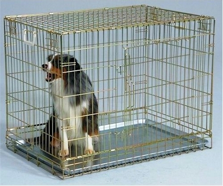 gold dog cage