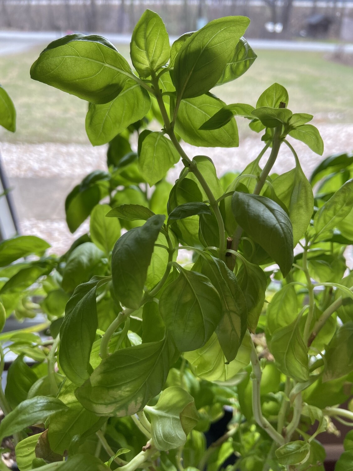 Basil Varieties (ocimum basilicum)