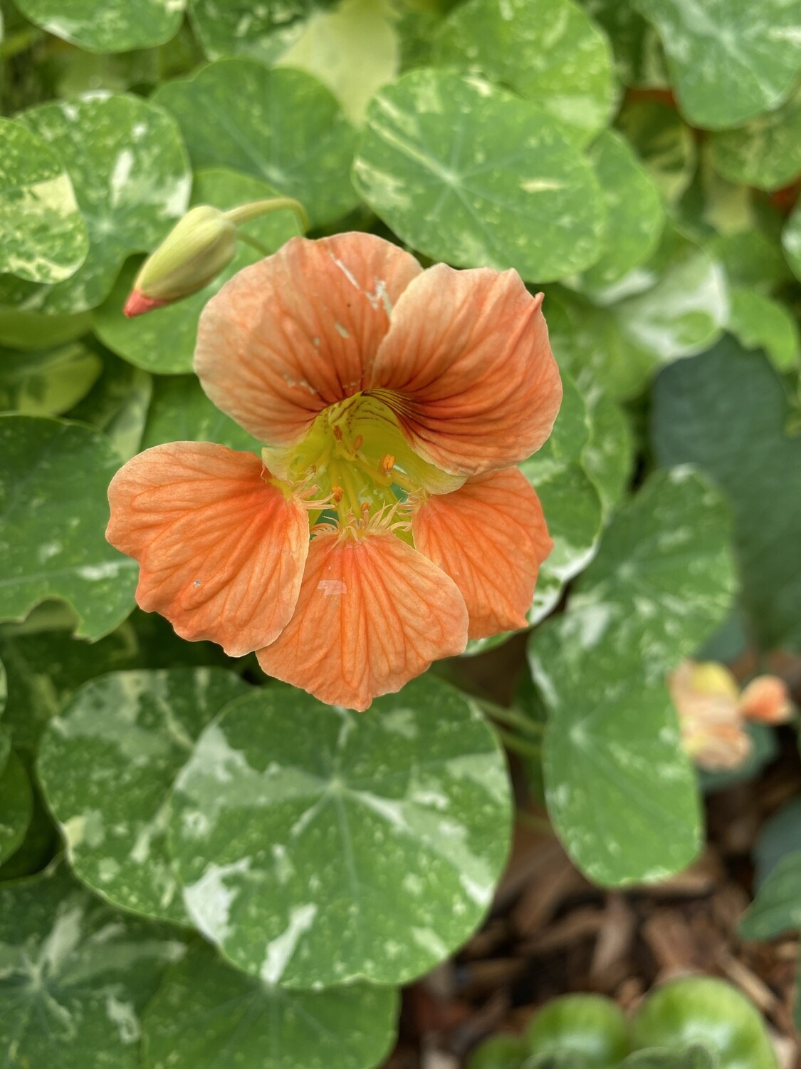 Nasturtium (tropaeolum minus)