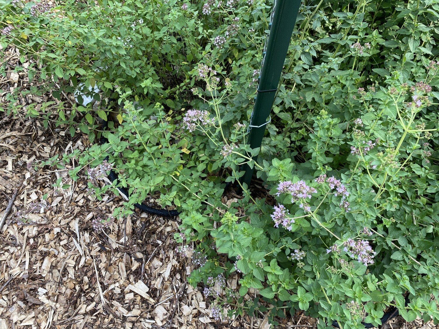 Oregano, Greek (origanum vulgare)