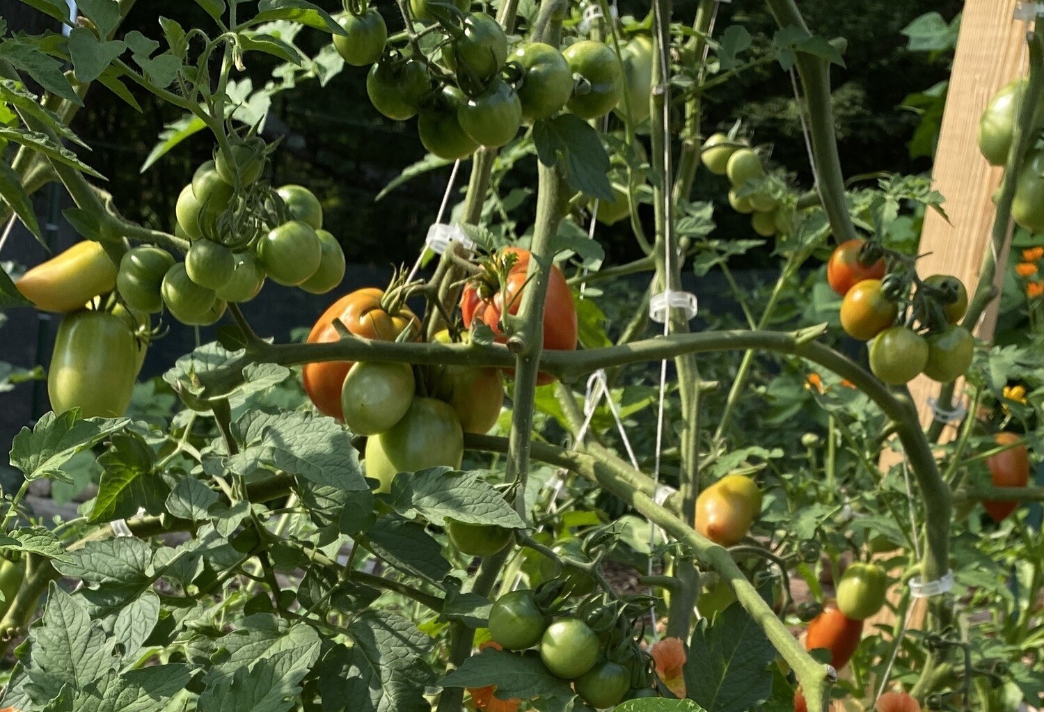Tomato Varieties