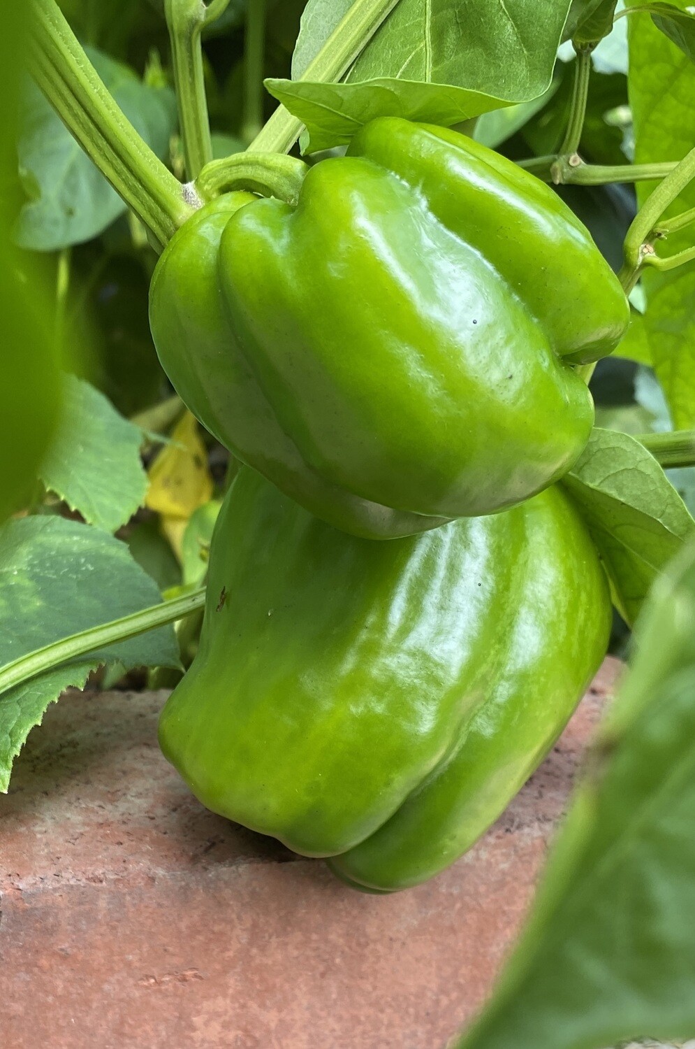 Pepper Varieties