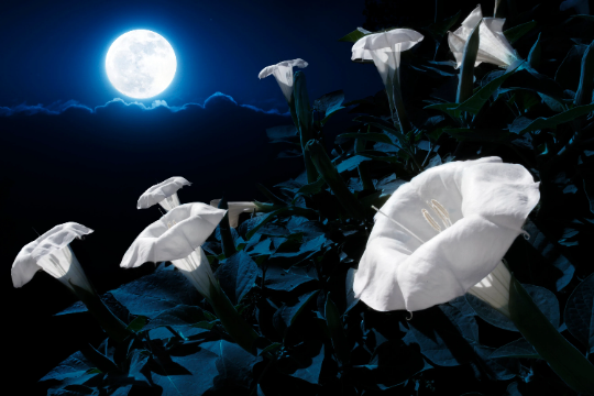 Moonflower White Angel Trumpet Vine Flowers Perennial