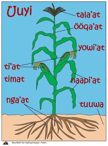 Uuyi (Corn Plant)