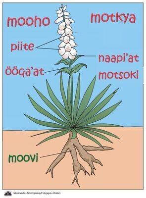 Mooho (Narrow Leaf Yucca)