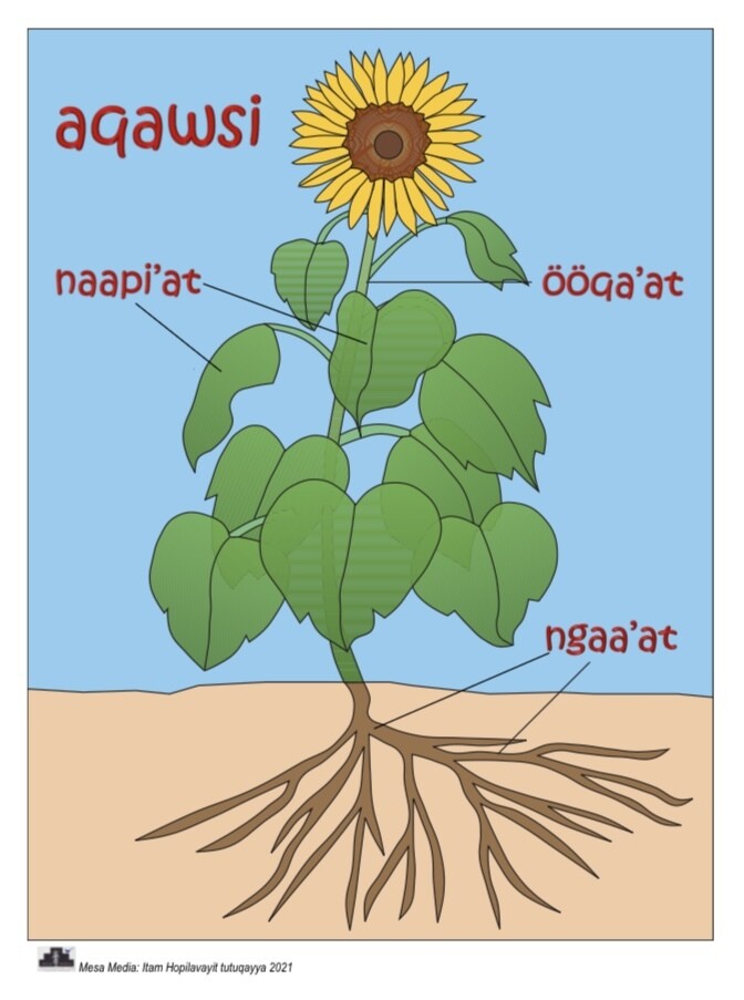 Aqawsi (Sunflower Parts of the Plant)