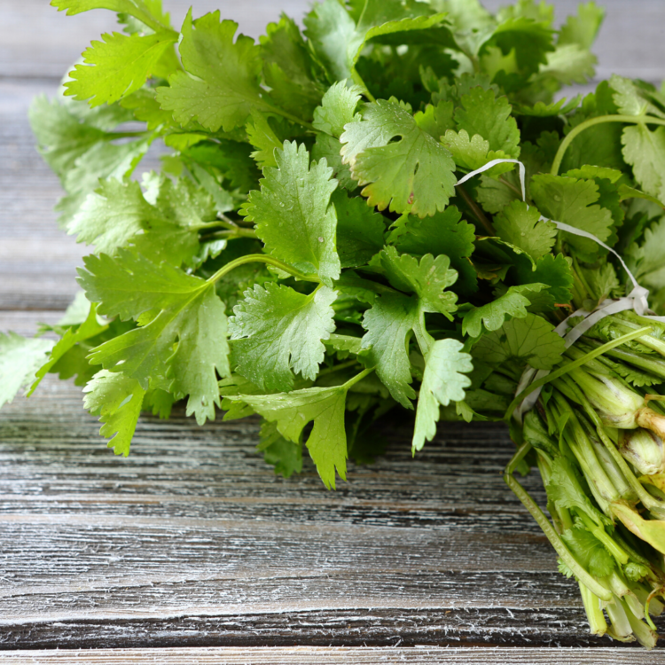coriander punnet 100g