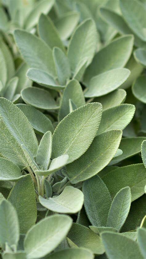 Sage - punnet 100g