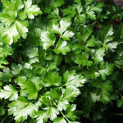 Flat parsley bunch