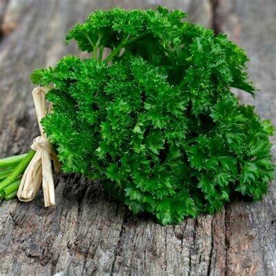 Curly parsley bunch - english