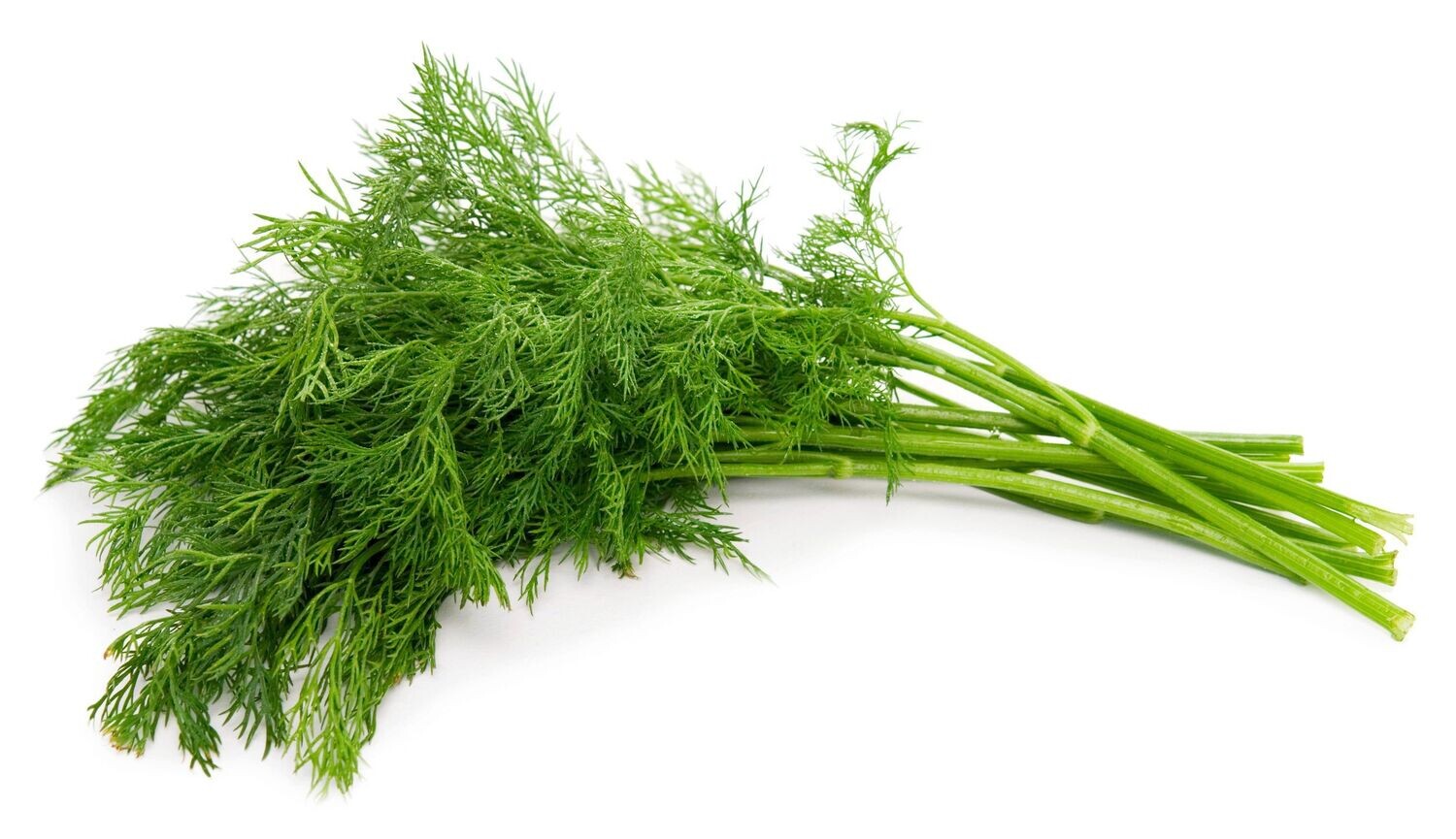 dill punnet 100g