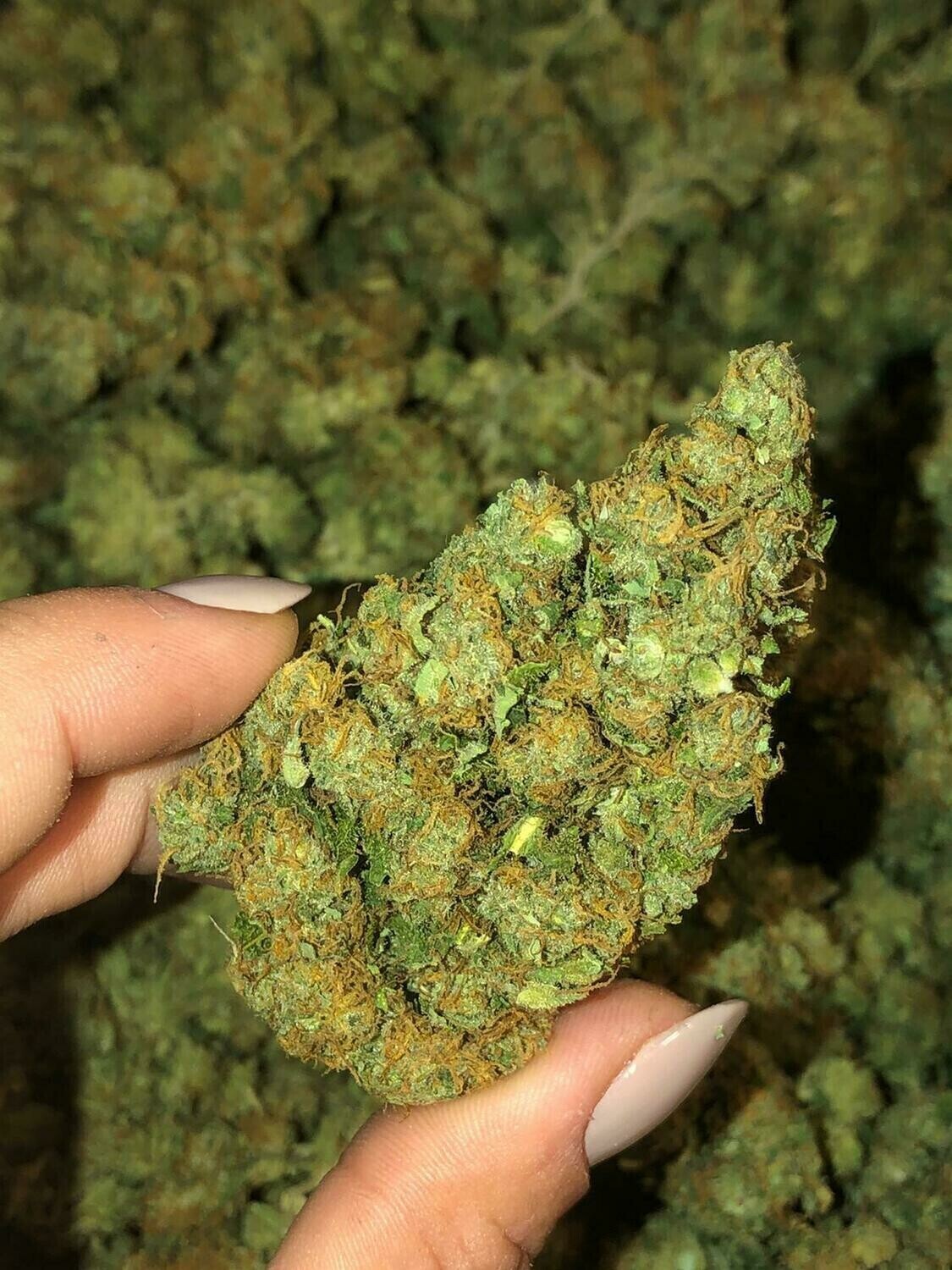AK 47