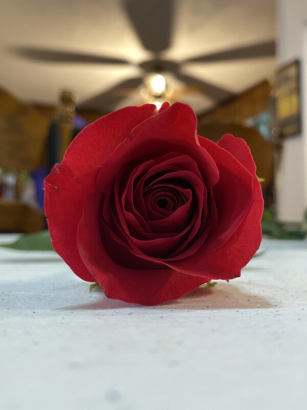Roses