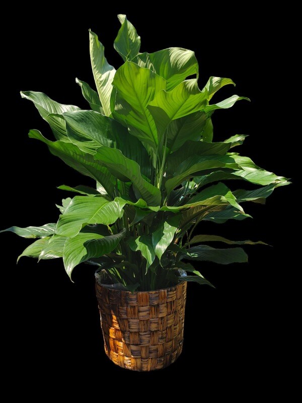 Plants