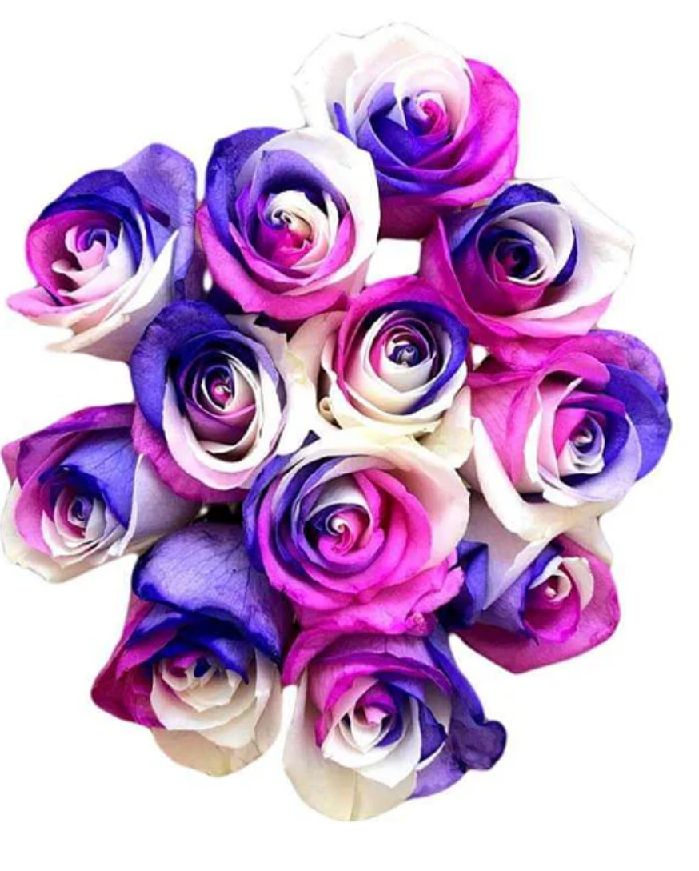 Roses, Premium 1/2 Dozen