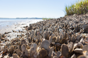 Oysters