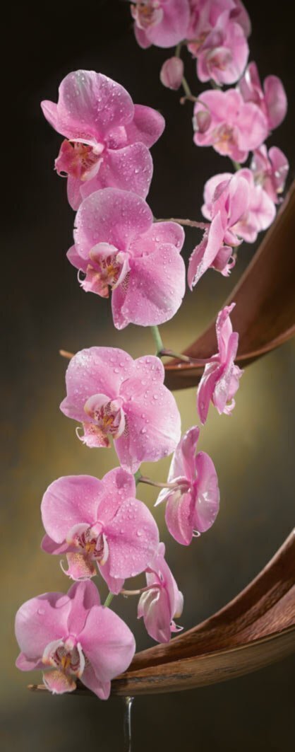 Orquídea para a esquerda