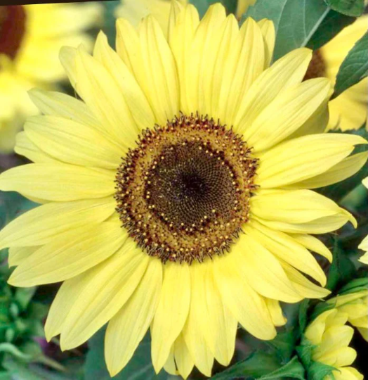 Sunflower 'Moonshine' (Helianthus annuus)
