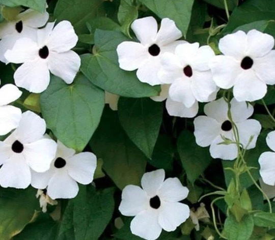 Black-Eyed Susan Vine 'White Flower'
(Thunbergia alata)