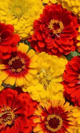 Zinnia 'South of the Border Mix' 
20+ Seeds