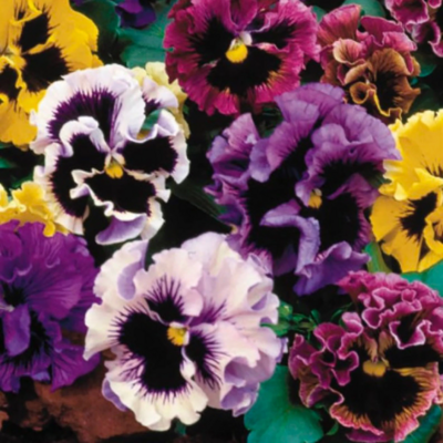 Pansy 'Can Can Mix'
(Viola x wittrockiana)